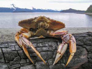 crab sitting against a log with water behind it
