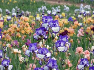 Schreiner's Iris Gardens: Bloom Season | All Classical Portland - Vimarsana News