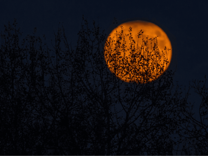 photo of orange full moon