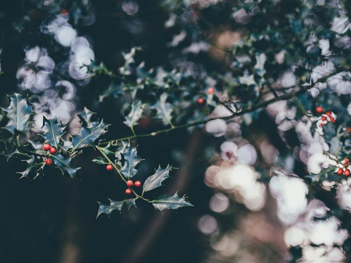 Featured image for All Classical Radio's 2025 Festival of Carols