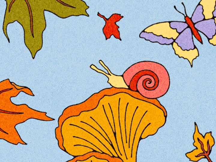 Featured image for All Classical Radio's 2026 Music Connects campaign, featuring a scenic view of leaves, butterflies, frogs, and mushrooms