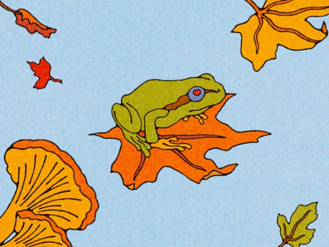 Featured image for All Classical Radio's 2026 Music Connects campaign, featuring a scenic view of leaves, butterflies, frogs, and mushrooms