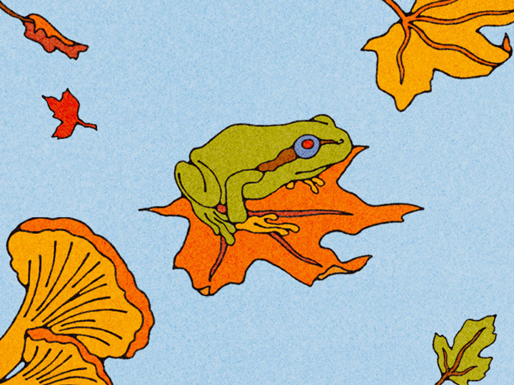 Featured image for All Classical Radio's 2026 Music Connects campaign, featuring a scenic view of leaves, butterflies, frogs, and mushrooms